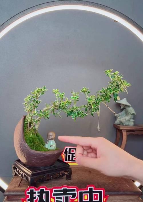 盆栽满天星种植方法是什么？