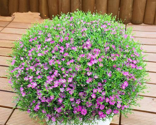 盆栽满天星种植方法是什么？