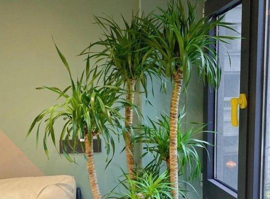 室内生长的植物有哪些？哪些植物适合室内环境？
