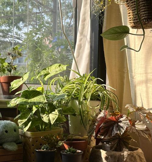室内生长的植物有哪些？哪些植物适合室内环境？