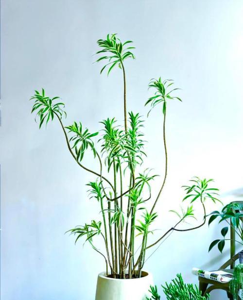 室内生长的植物有哪些？哪些植物适合室内环境？