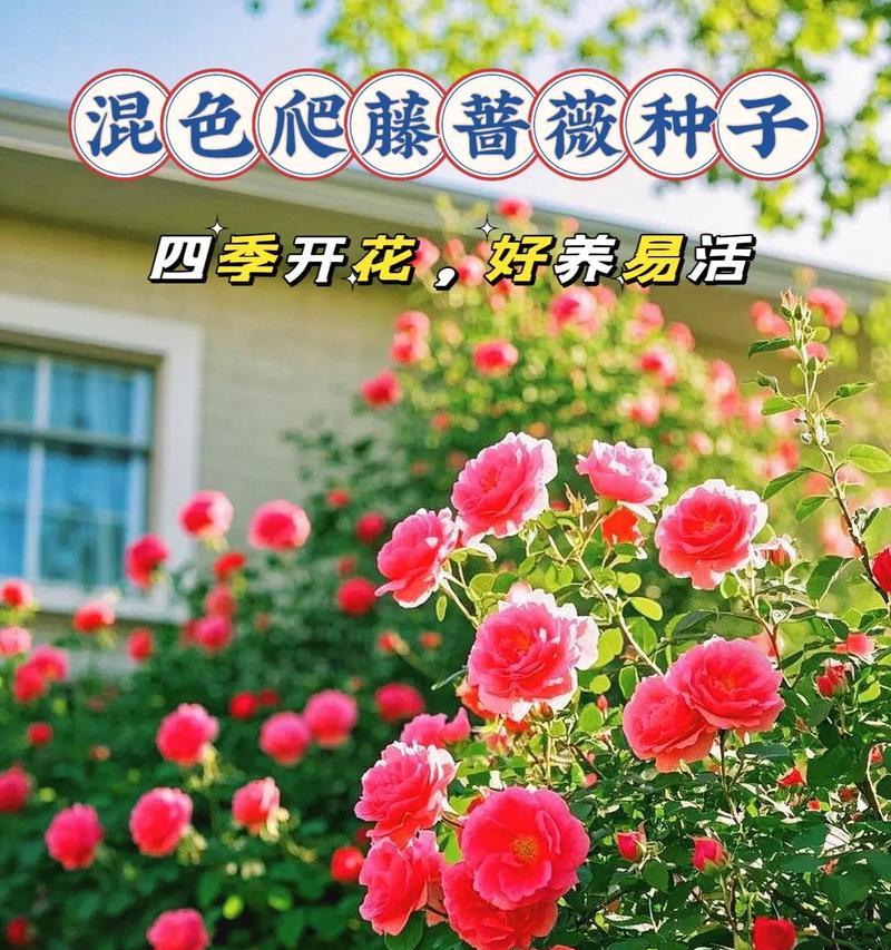 蔷薇花的养殖方法和注意事项有哪些？