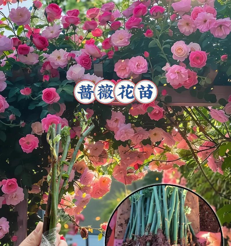 蔷薇花的养殖方法和注意事项有哪些？