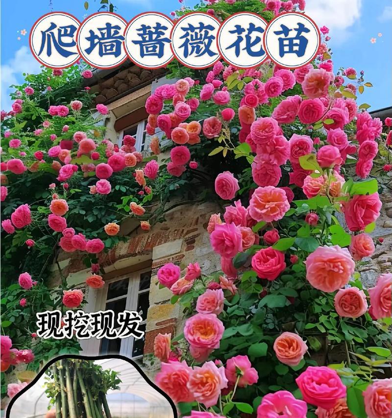 蔷薇花的养殖方法和注意事项有哪些？