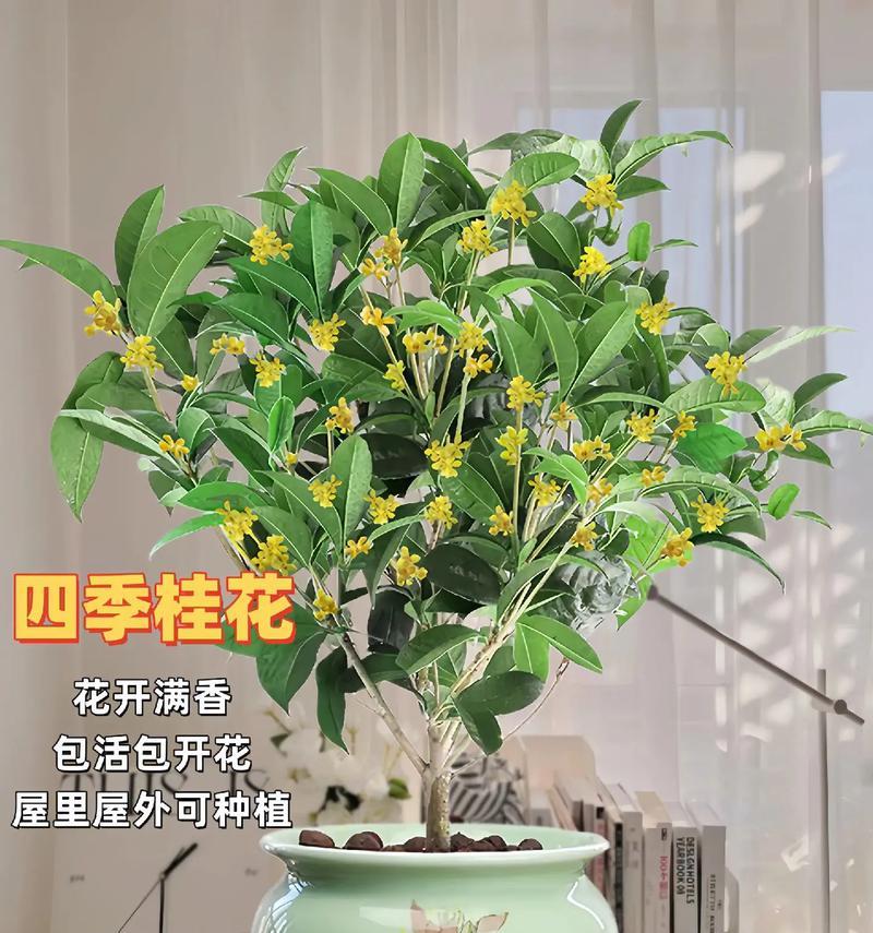 月季盆栽有哪些品种？如何进行盆栽养护？