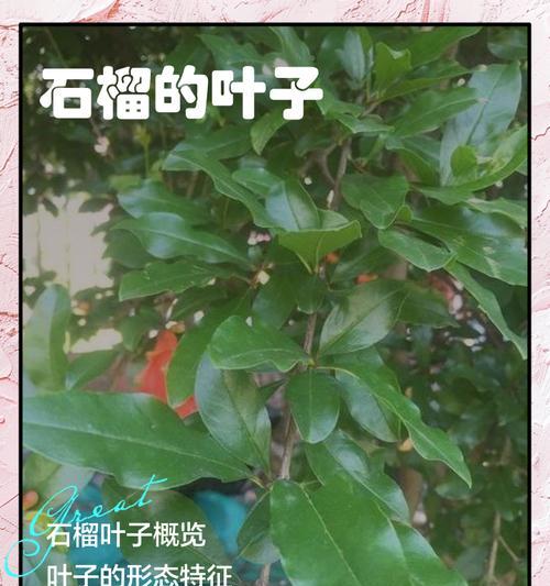 石榴叶子干怎么办？石榴树叶子干枯的解决办法有哪些？