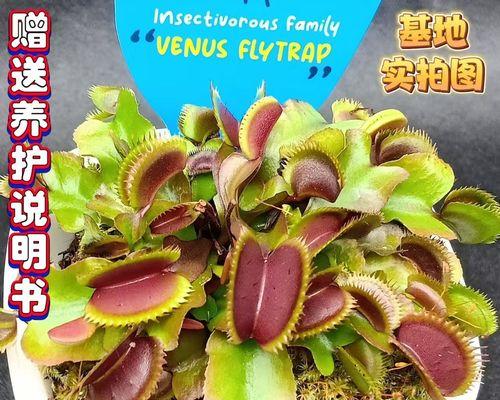 水培驱蚊草的方法是什么？水培驱蚊草需要注意哪些问题？