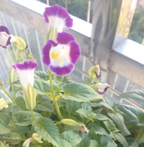 夏季草花有哪些推荐？如何进行夏季养护？