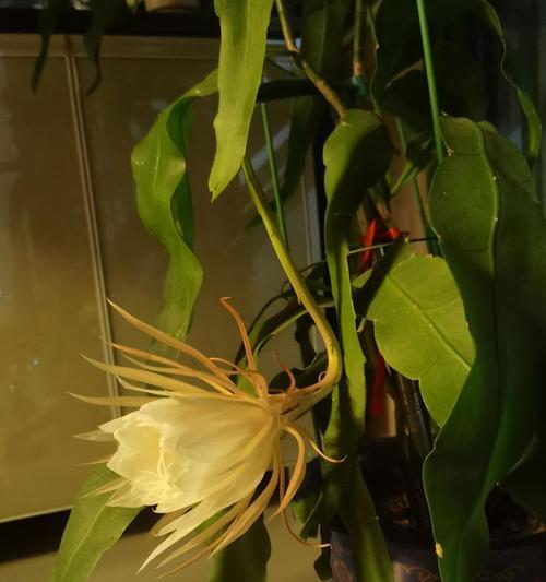 昙花开放的时间和条件是什么？