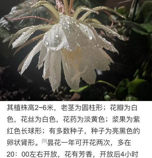 昙花开放的时间和条件是什么？