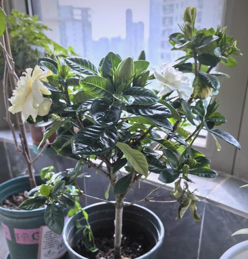 室内栀子花的养殖环境和管理要点？