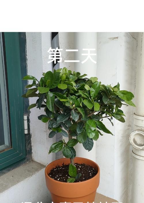 室内栀子花的养殖环境和管理要点？