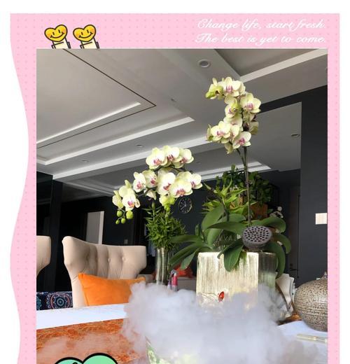 蝴蝶兰怎么养好？蝴蝶兰的养殖方法是什么？