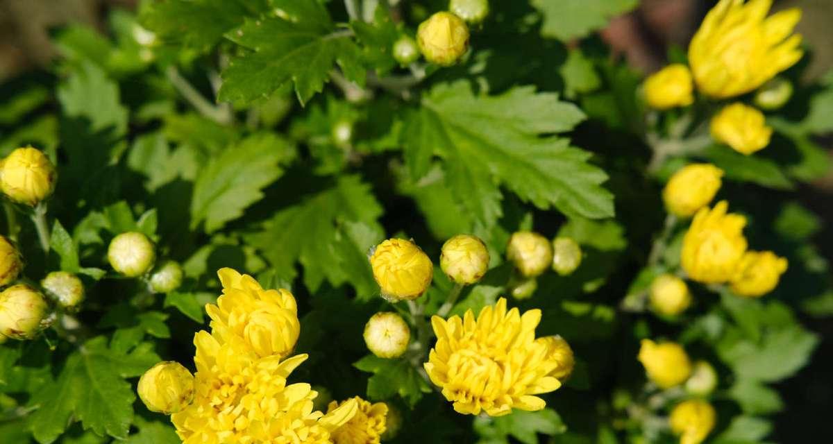 菊花有多少种？不同种类的菊花特点是什么？