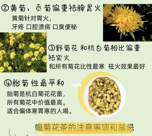 菊花有多少种？不同种类的菊花特点是什么？