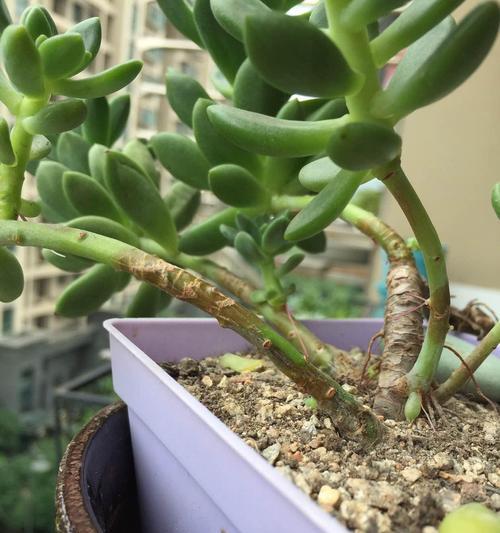 植物徒长的原因是什么？如何防止植物徒长？