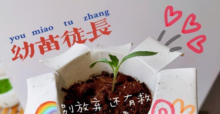 植物徒长的原因是什么？如何防止植物徒长？