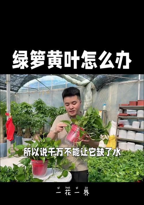 水绿萝的养殖技巧有哪些？如何保持其叶片翠绿？