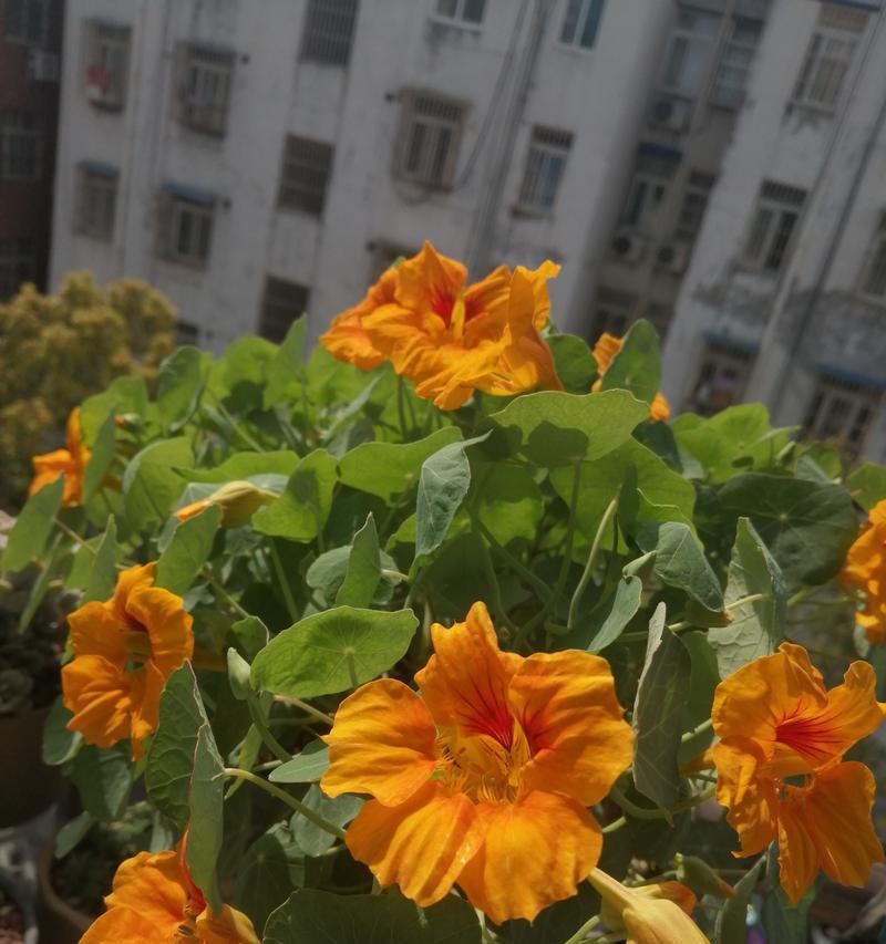 四季梅种子怎么种？播种到开花的完整指南？