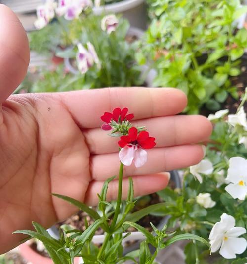 四季梅种子怎么种？播种到开花的完整指南？