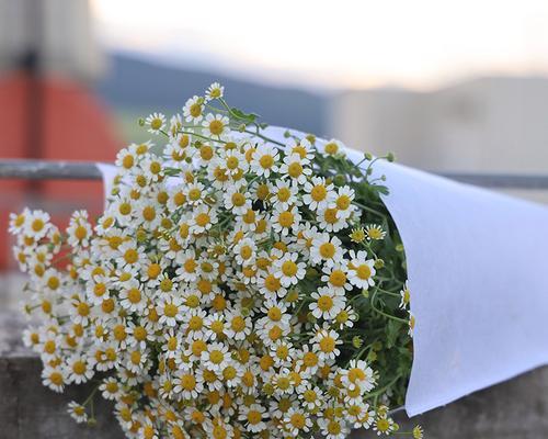 白菊花的养护要点是什么？如何保持其洁白如雪？