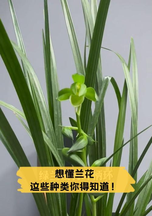 兰花种类繁多，你知道有哪些特别的品种吗？