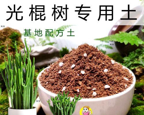 光棍植物繁殖方法是什么？光棍繁殖的正确步骤是什么？