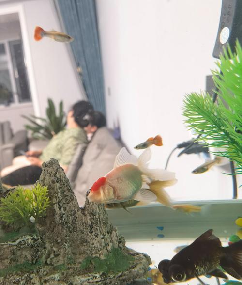 草金鱼繁殖方法是什么？繁殖草金鱼需要注意什么？