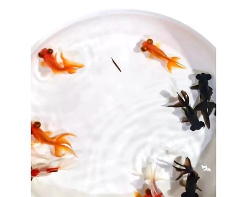 草金鱼繁殖方法是什么？繁殖草金鱼需要注意什么？