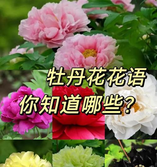 子宝的养殖方法和注意事项是什么？如何确保其健康成长？