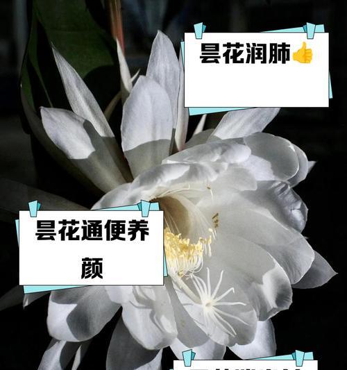 昙花施什么肥？昙花施肥的正确方法和注意事项？