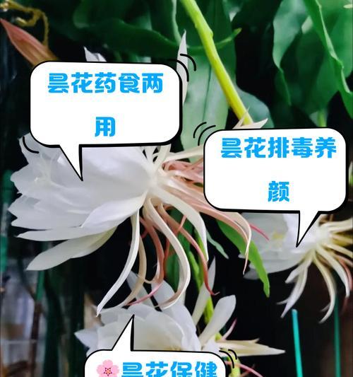 昙花施什么肥？昙花施肥的正确方法和注意事项？