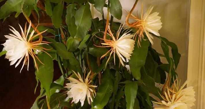 昙花施什么肥？昙花施肥的正确方法和注意事项？