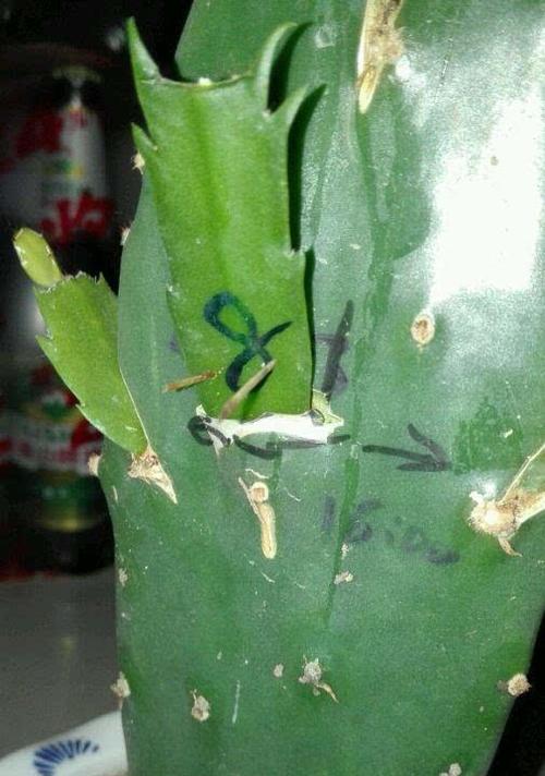 蟹爪兰适合嫁接到哪些植物上？嫁接蟹爪兰的步骤是什么？