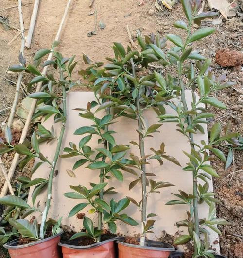 蟹爪兰适合嫁接到哪些植物上？嫁接蟹爪兰的步骤是什么？