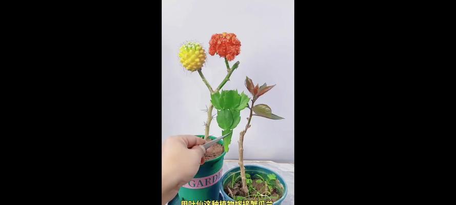 蟹爪兰适合嫁接到哪些植物上？嫁接蟹爪兰的步骤是什么？