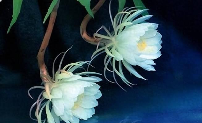 昙花象征着什么？昙花的寓意有哪些？