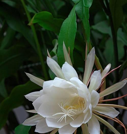 昙花象征着什么？昙花的寓意有哪些？