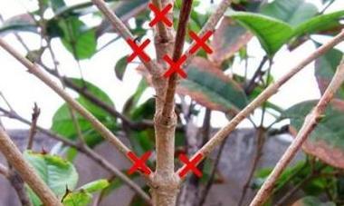 桂花烂根的处理方法是什么？