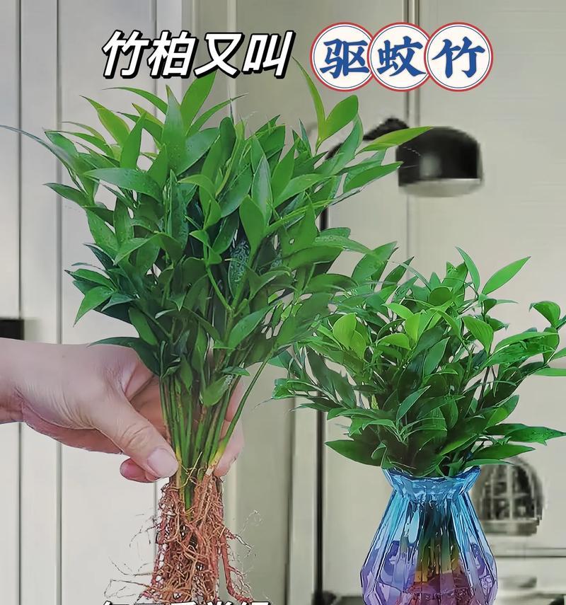水竹子的养护方法有哪些？