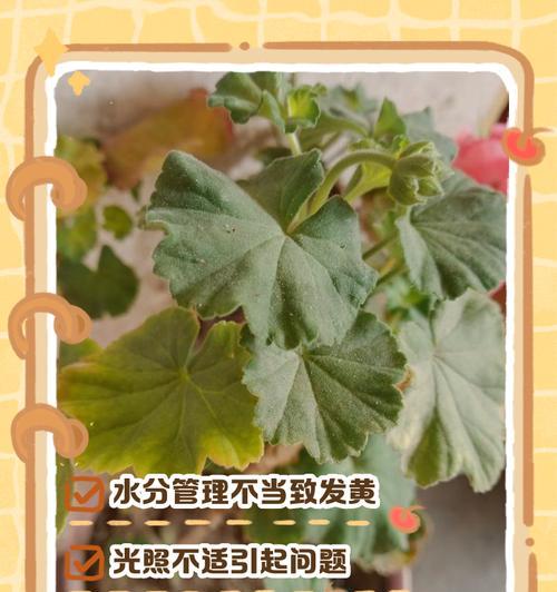 树叶枯黄的原因和解决办法是什么？