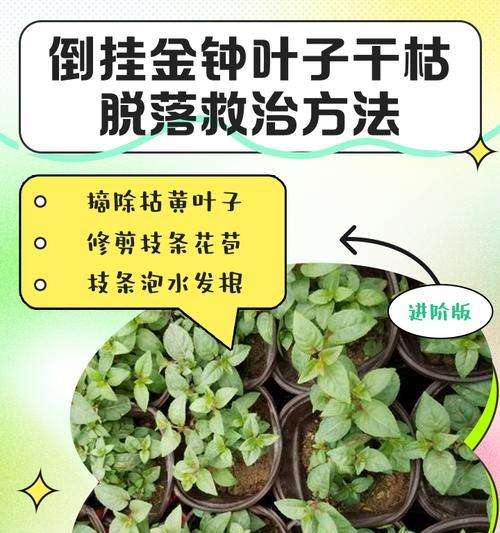树叶枯黄的原因和解决办法是什么？