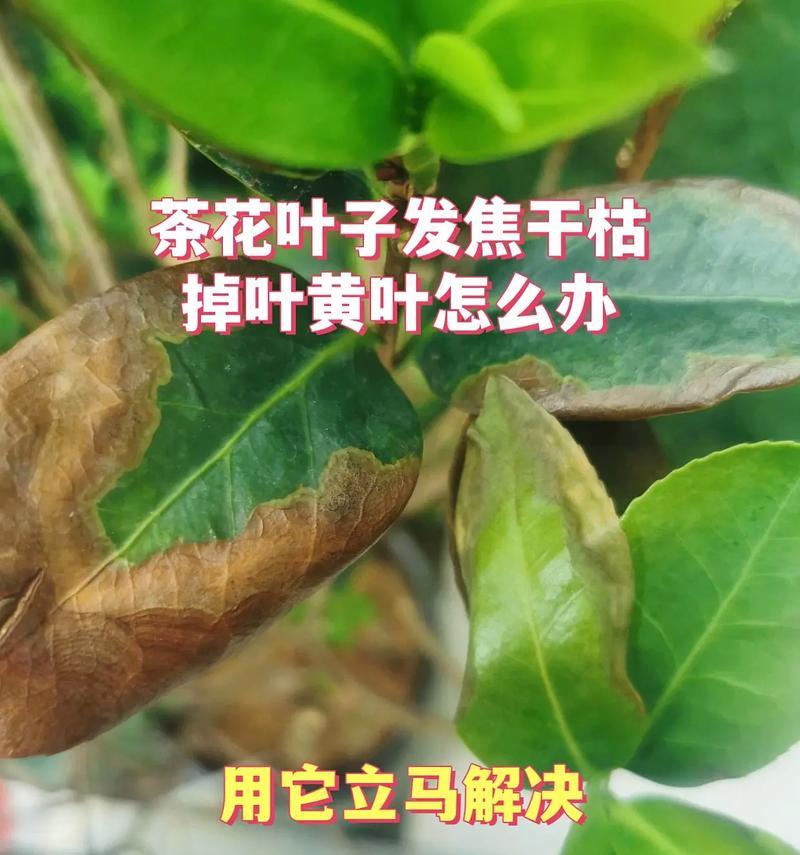 树叶枯黄的原因和解决办法是什么？