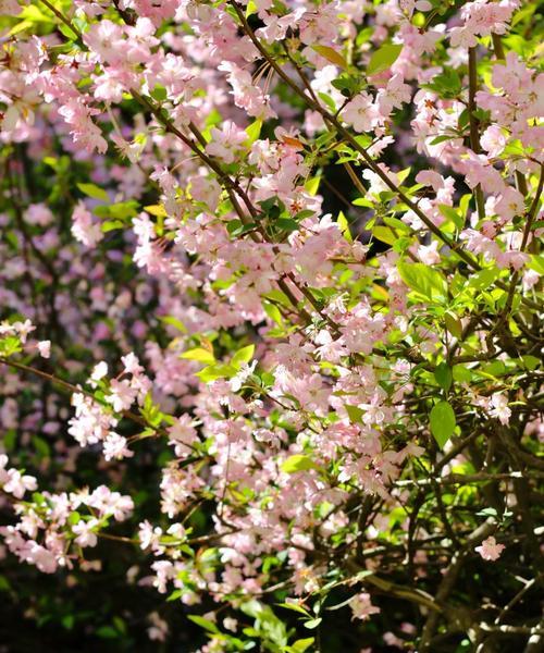 春天有哪些常见的花？春天赏花去哪里最合适？