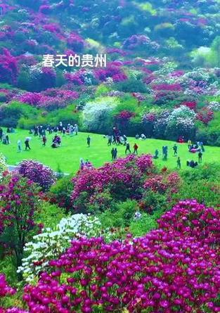 春天有哪些常见的花？春天赏花去哪里最合适？