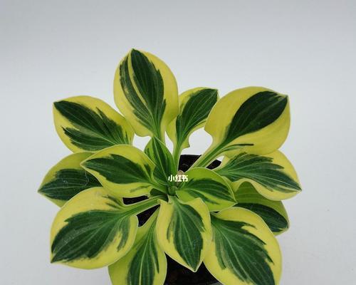 玉簪种植需要注意哪些要点？如何确保玉簪生长旺盛？