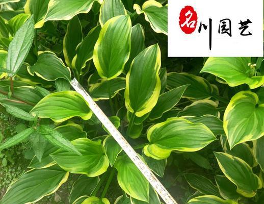玉簪种植需要注意哪些要点？如何确保玉簪生长旺盛？