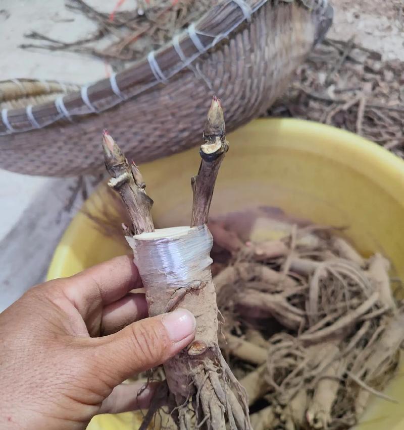牡丹开花的条件是什么？如何促进牡丹开花？
