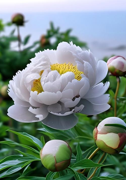 牡丹开花的条件是什么？如何促进牡丹开花？