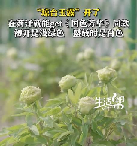 牡丹开花的条件是什么？如何促进牡丹开花？